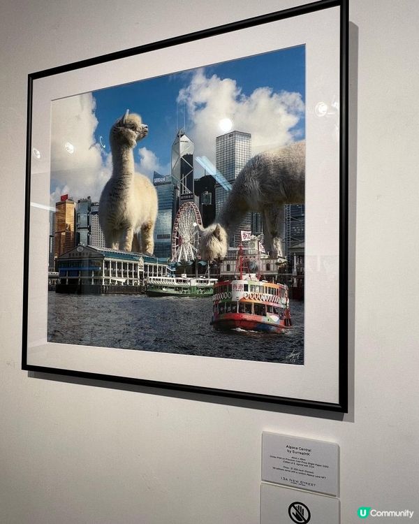 🦙🦙🦙得意！草泥馬畫展 ✨