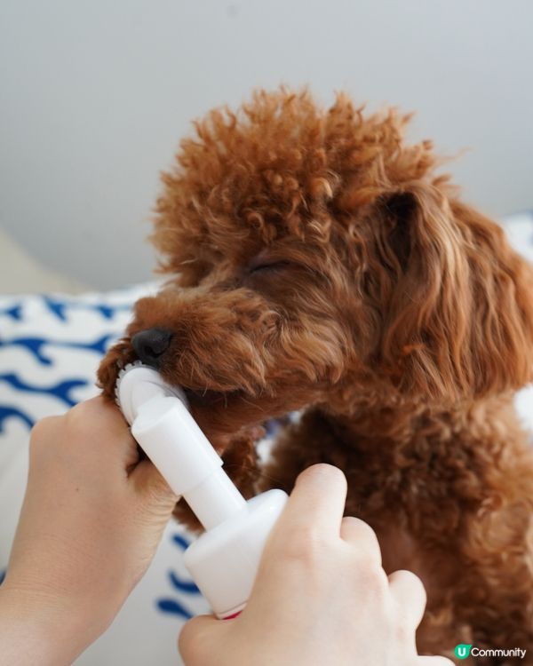  清潔+保養腳掌神器🐾🐶
