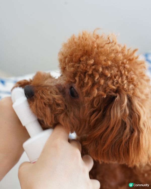  清潔+保養腳掌神器🐾🐶