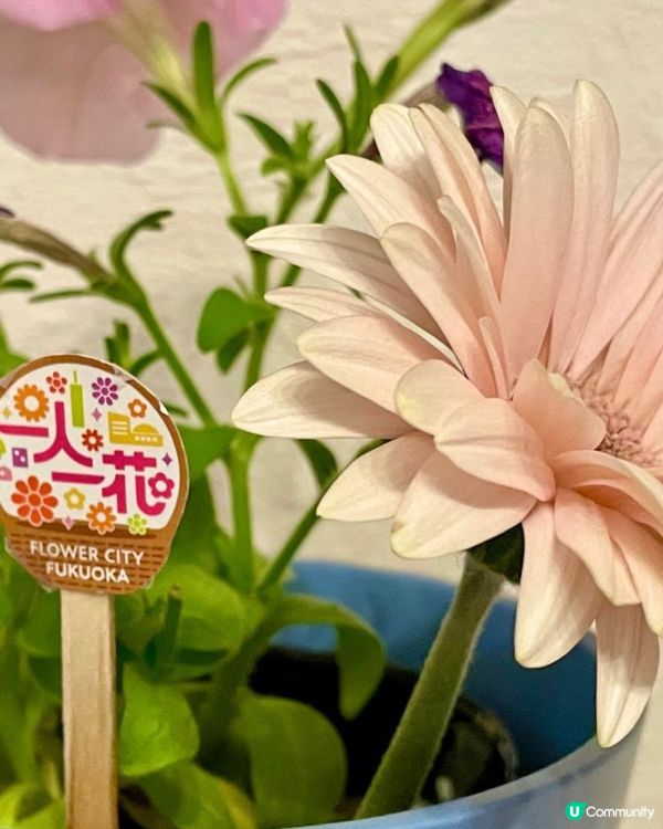 福岡一人一花運動：城市的花園夢