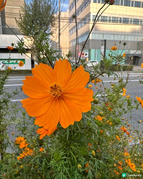 福岡一人一花運動：城市的花園夢