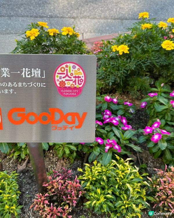 福岡一人一花運動：城市的花園夢