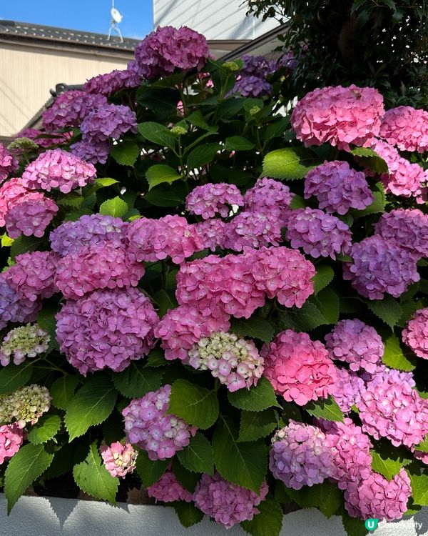 福岡一人一花運動：城市的花園夢