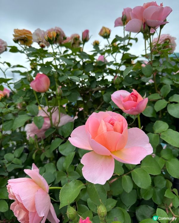 福岡一人一花運動：城市的花園夢