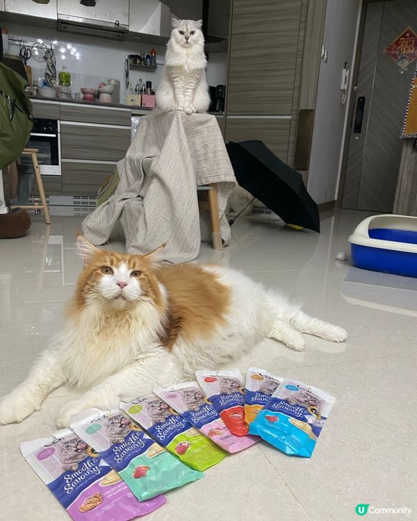 #貓貓日常#貓奴#長毛貓#貓#貓奴日常#貓貓治癒法