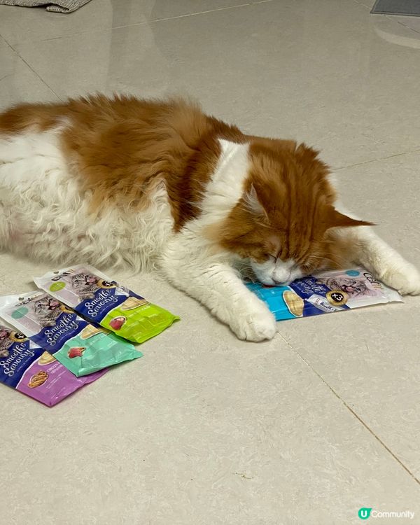 #貓貓日常#貓奴#長毛貓#貓#貓奴日常#貓貓治癒法