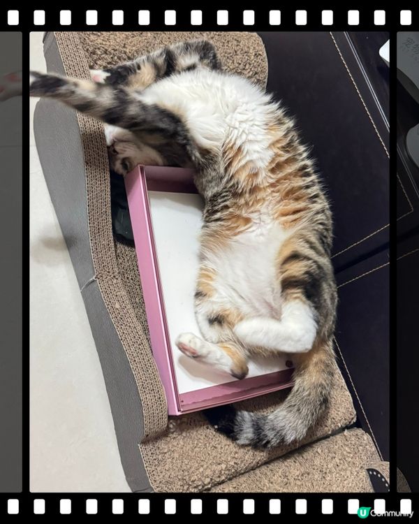 咁高難度你都瞓到？服咗你😹😹😹