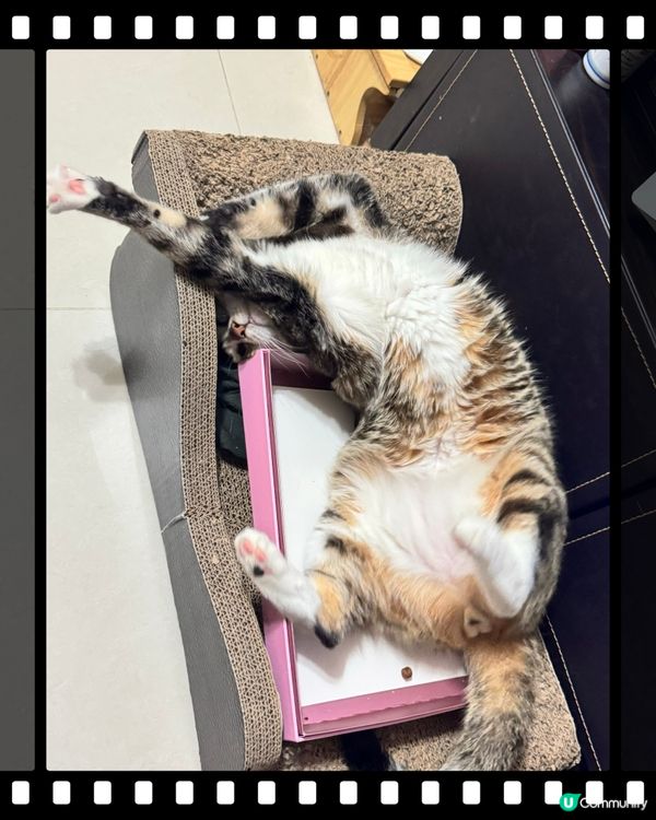 咁高難度你都瞓到？服咗你😹😹😹