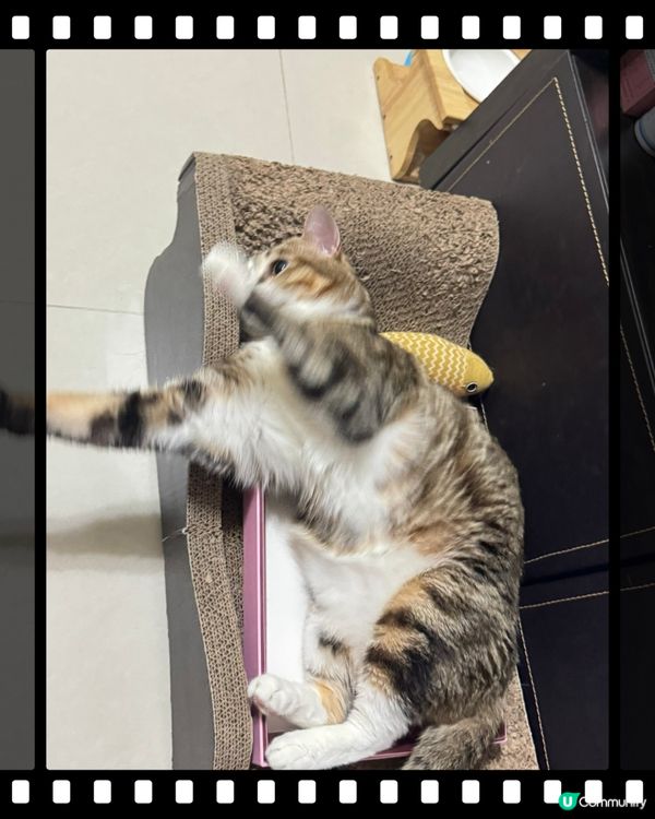 咁高難度你都瞓到？服咗你😹😹😹