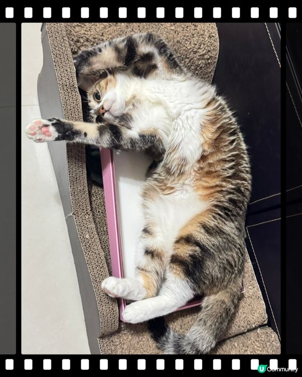 咁高難度你都瞓到？服咗你😹😹😹