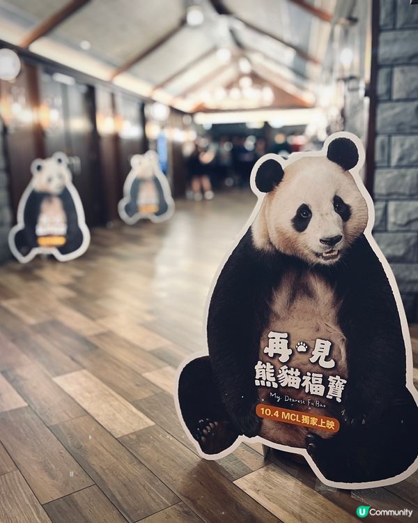 🐼福寶返屋企😭  睇戲送明信片！