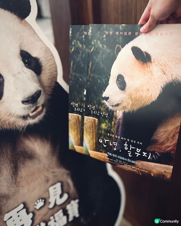 🐼福寶返屋企😭  睇戲送明信片！