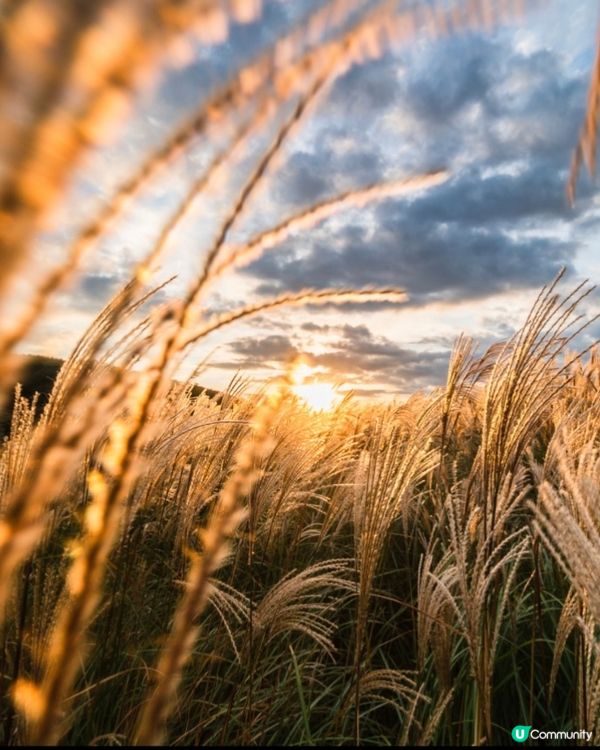 《洗滌心靈之旅》欣賞秋天漫山芒草🌾