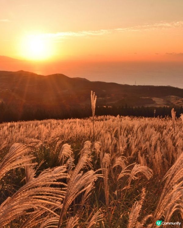 《洗滌心靈之旅》欣賞秋天漫山芒草🌾