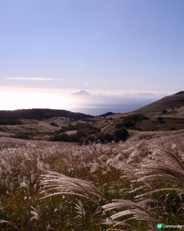《洗滌心靈之旅》欣賞秋天漫山芒草🌾