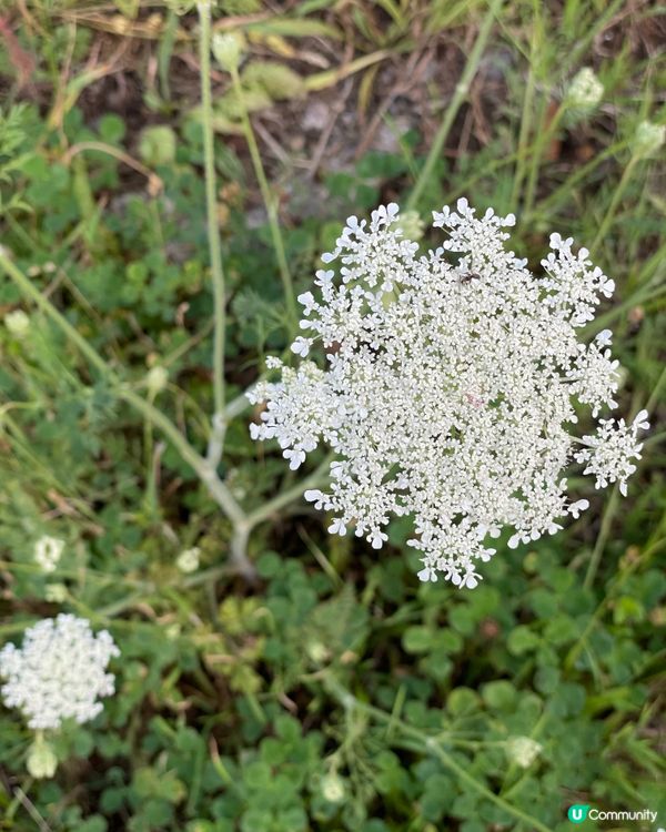 好似雪咁靚嘅花