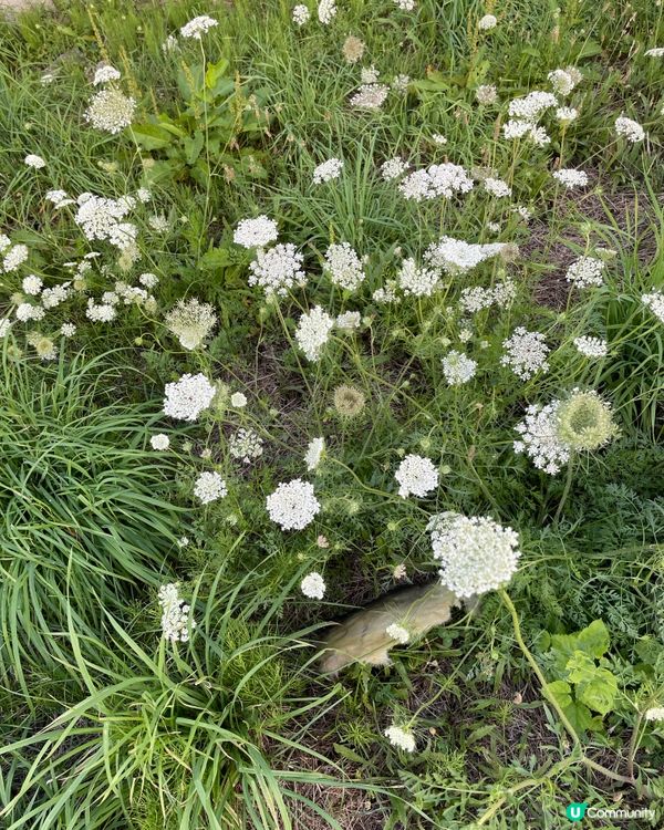 好似雪咁靚嘅花