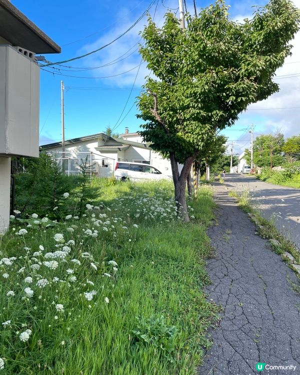 好似雪咁靚嘅花