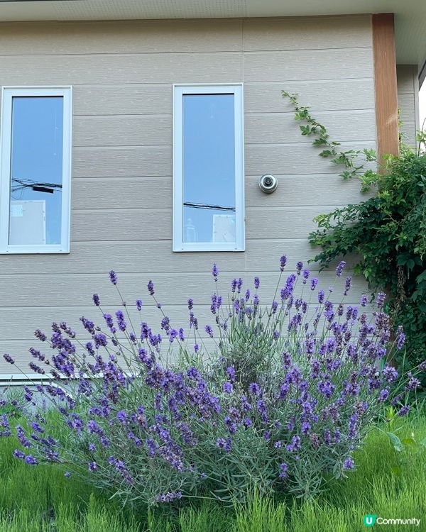 好似雪咁靚嘅花