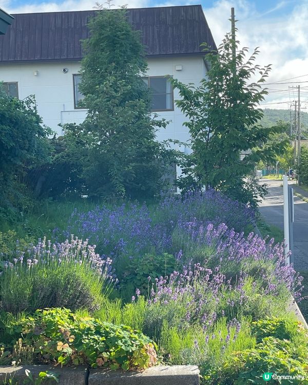 好似雪咁靚嘅花