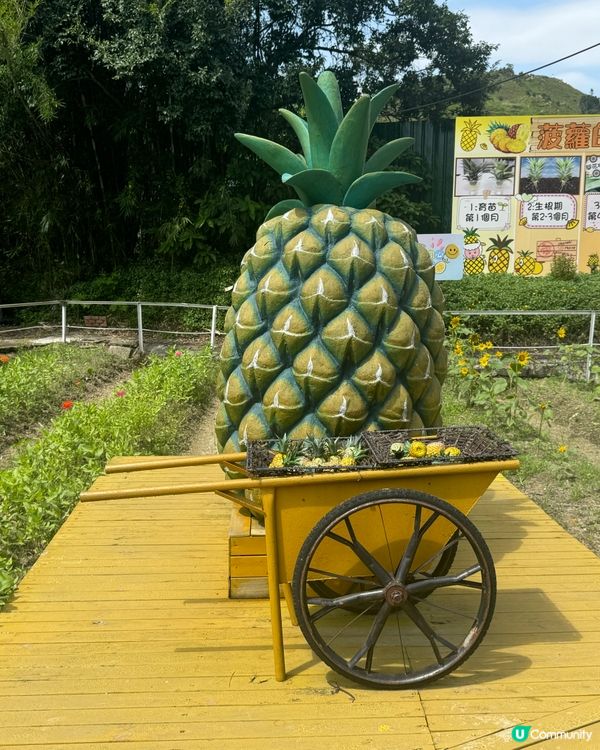 菠蘿園生活日記（錦上路）