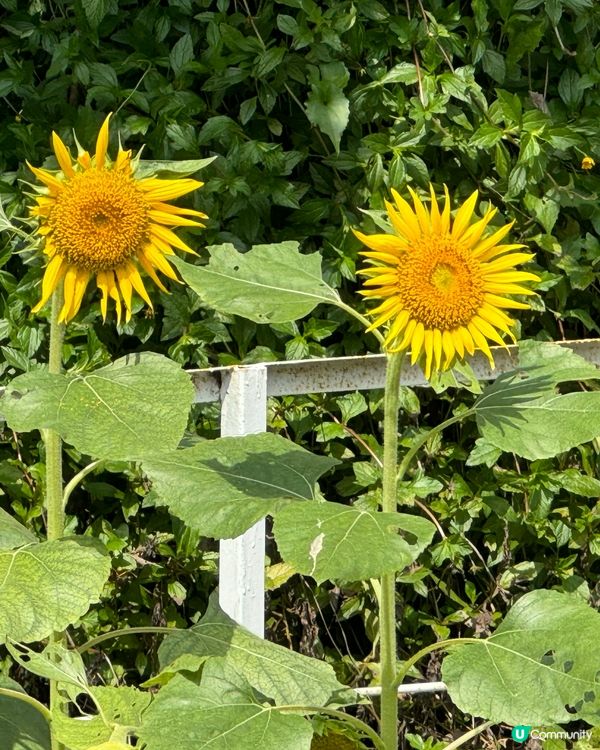菠蘿園生活日記（錦上路）