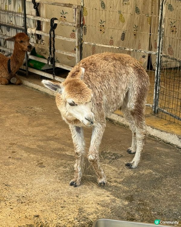 菠蘿園生活日記（錦上路）