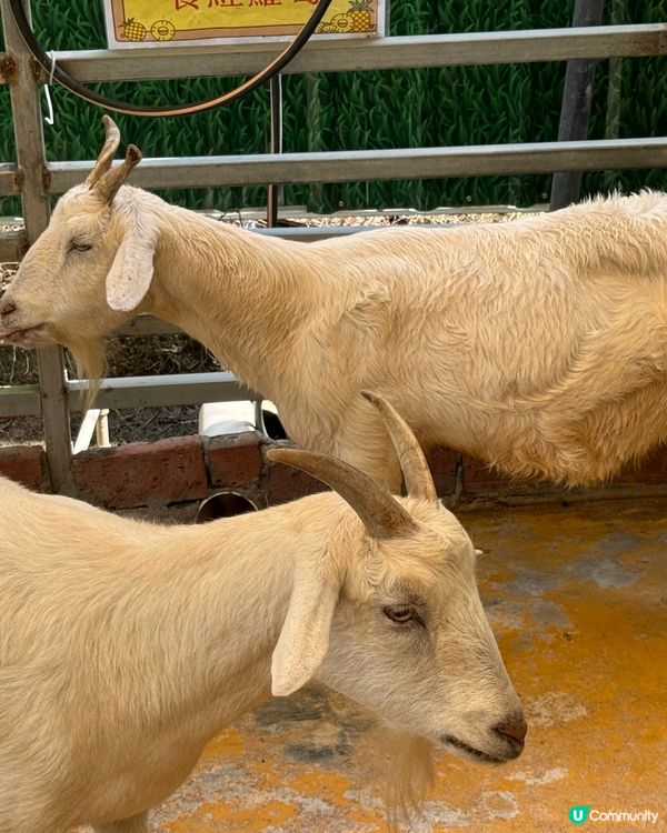 菠蘿園生活日記（錦上路）