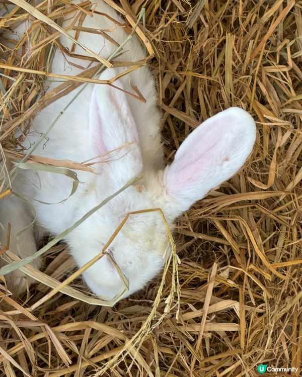 菠蘿園生活日記（錦上路）