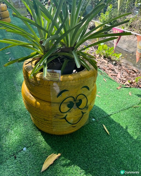 菠蘿園生活日記（錦上路）