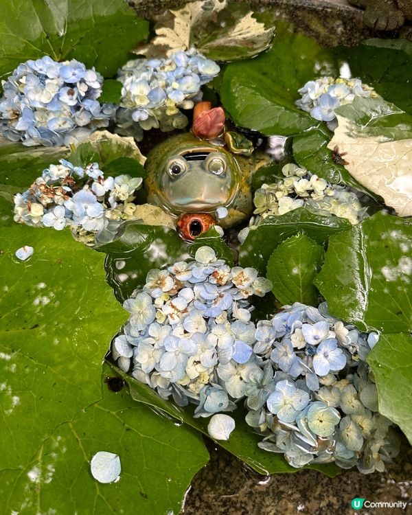 如意輪寺：🐸🐸蛙的奇幻世界