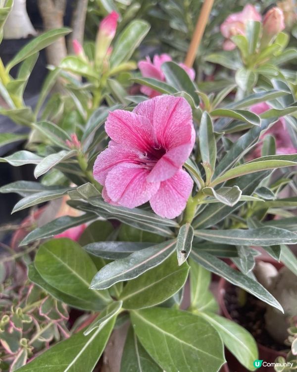 🌹沙漠玫瑰花🌹