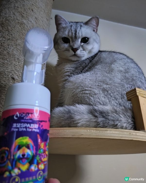 主子腳仔要乾淨🐾 泡泡浴時間到！