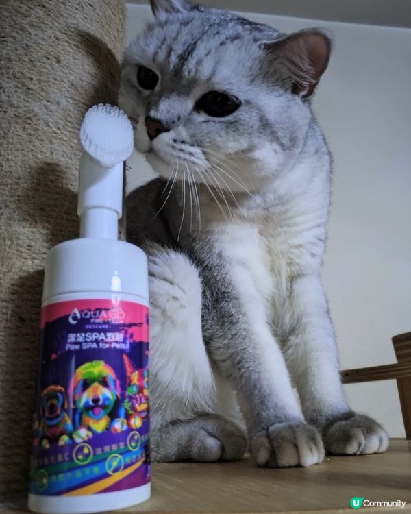 主子腳仔要乾淨🐾 泡泡浴時間到！