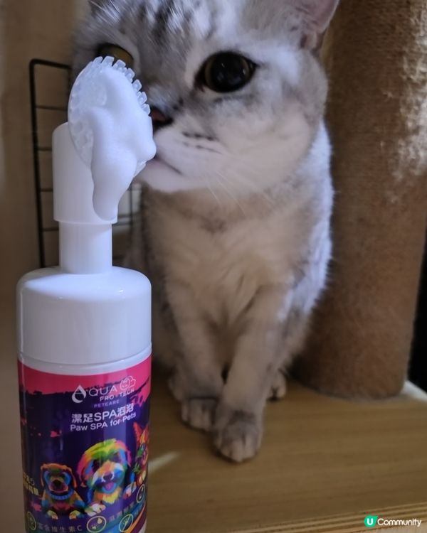 主子腳仔要乾淨🐾 泡泡浴時間到！