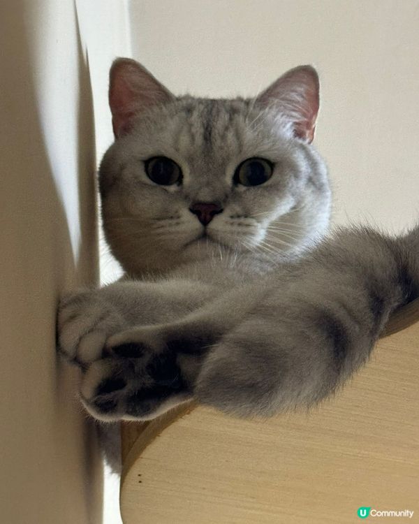 主子腳仔要乾淨🐾 泡泡浴時間到！