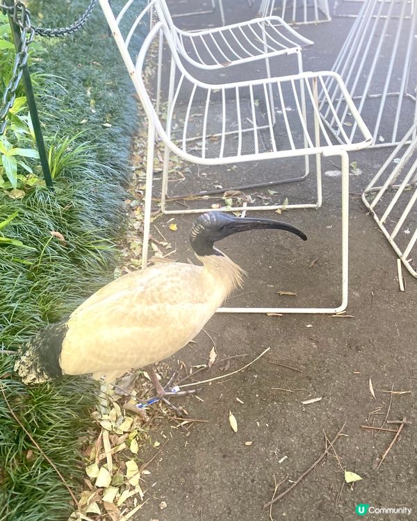 皇家植物園🌿，自然愛好者必去！