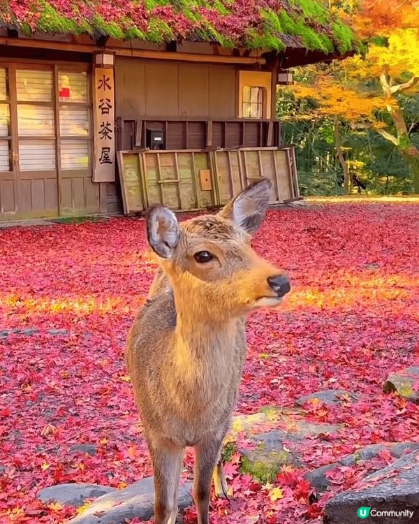 京都 秋天?秋錦之旅 多麼治癒景色 ??????色彩豐富的節...