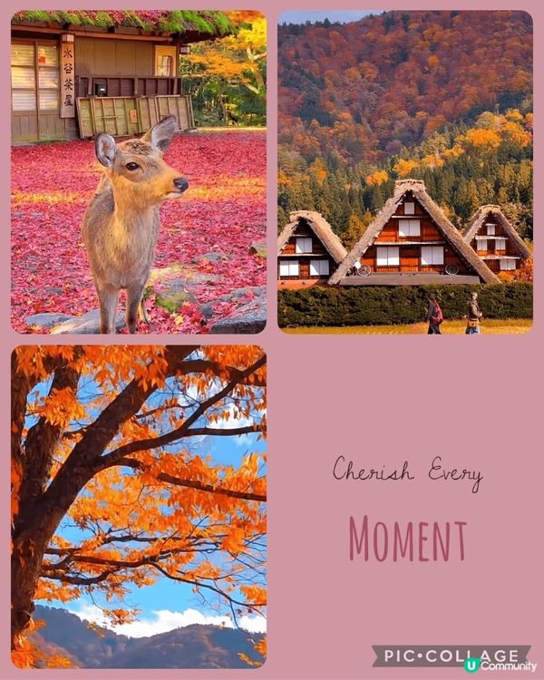 京都 秋天?秋錦之旅 多麼治癒景色 ??????色彩豐富的節...