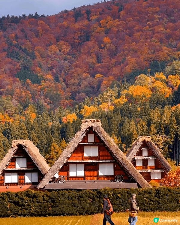 京都 秋天?秋錦之旅 多麼治癒景色 ??????色彩豐富的節...
