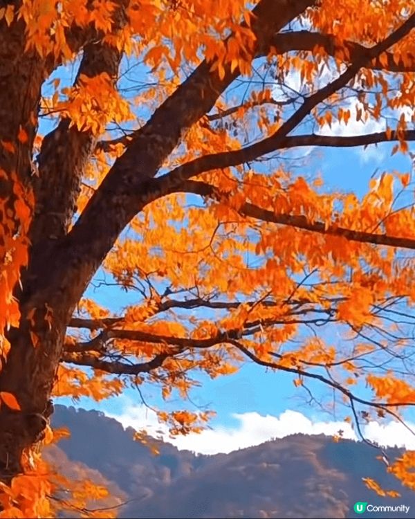 京都 秋天?秋錦之旅 多麼治癒景色 ??????色彩豐富的節...