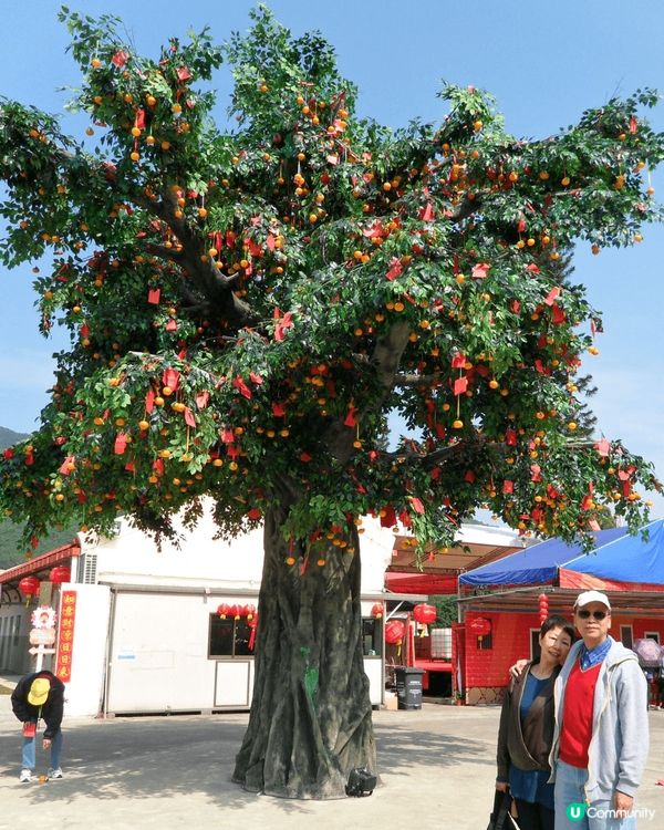 農曆新年林村許願樹,大埔吐露港美景