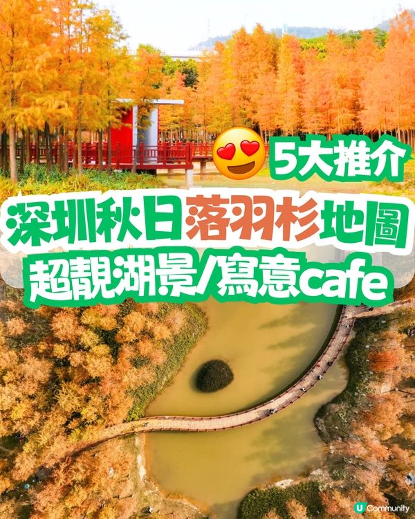 深圳秋日落羽杉地圖🗺️必打卡5大推介‼️超靚湖景/寫意cafe☕️