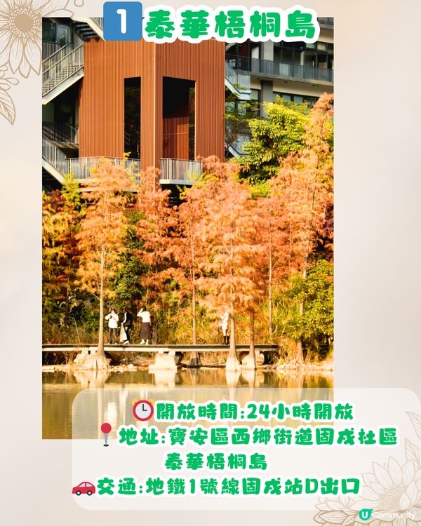 深圳秋日落羽杉地圖🗺️必打卡5大推介‼️超靚湖景/寫意cafe☕️