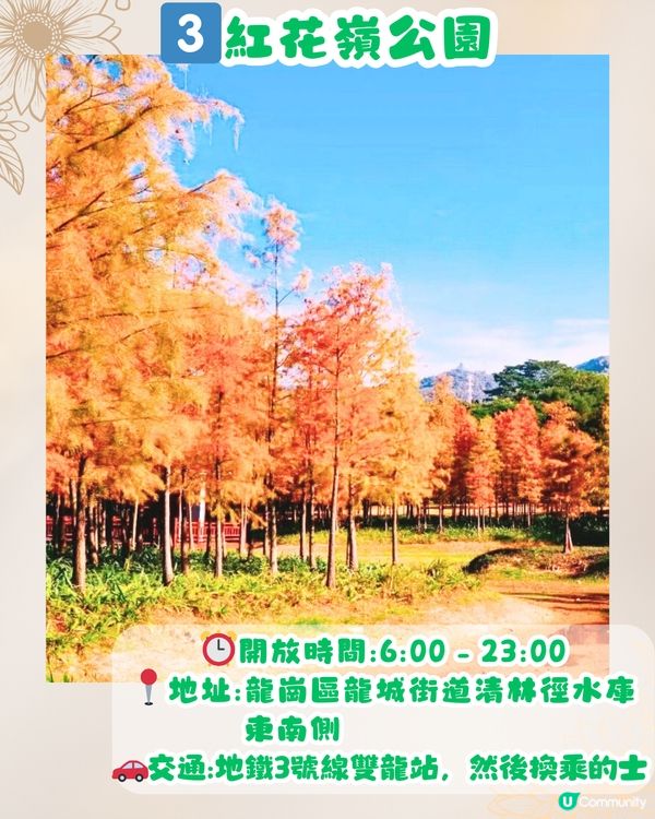 深圳秋日落羽杉地圖🗺️必打卡5大推介‼️超靚湖景/寫意cafe☕️