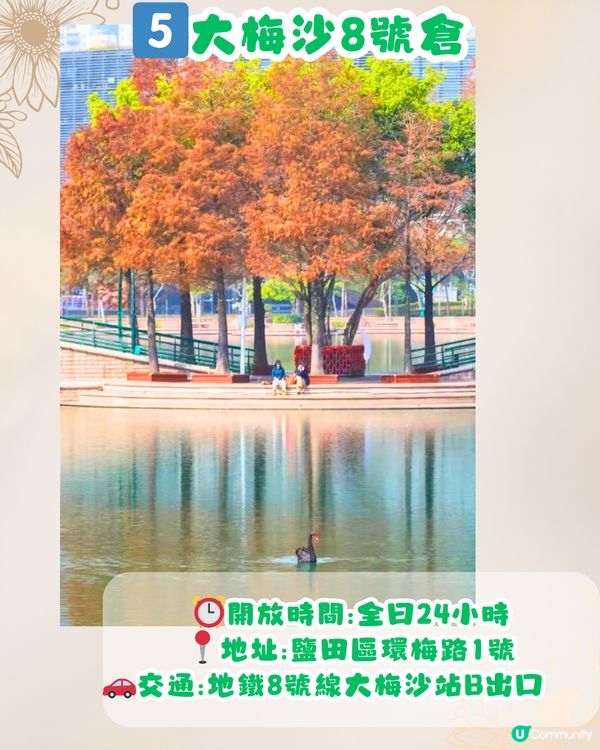 深圳秋日落羽杉地圖🗺️必打卡5大推介‼️超靚湖景/寫意cafe☕️