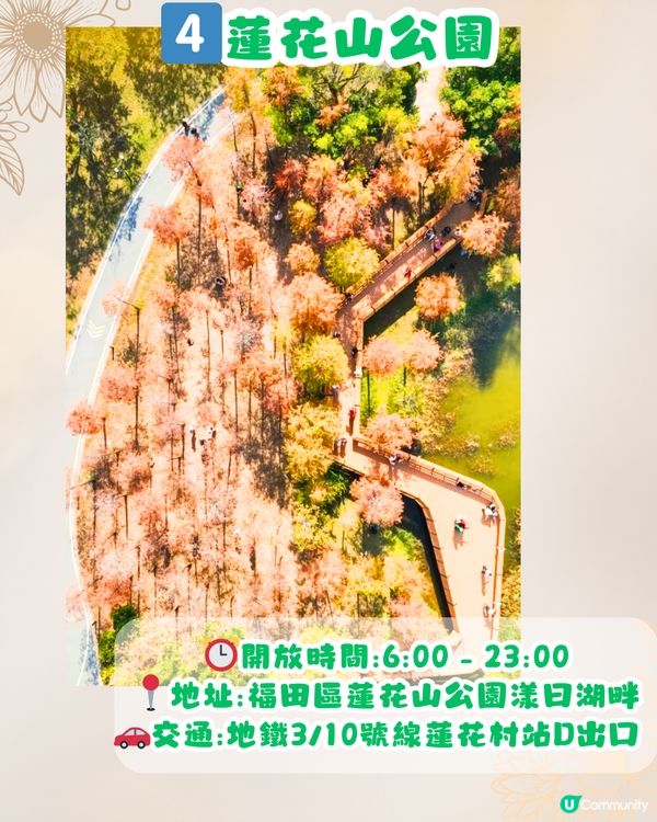 深圳秋日落羽杉地圖🗺️必打卡5大推介‼️超靚湖景/寫意cafe☕️