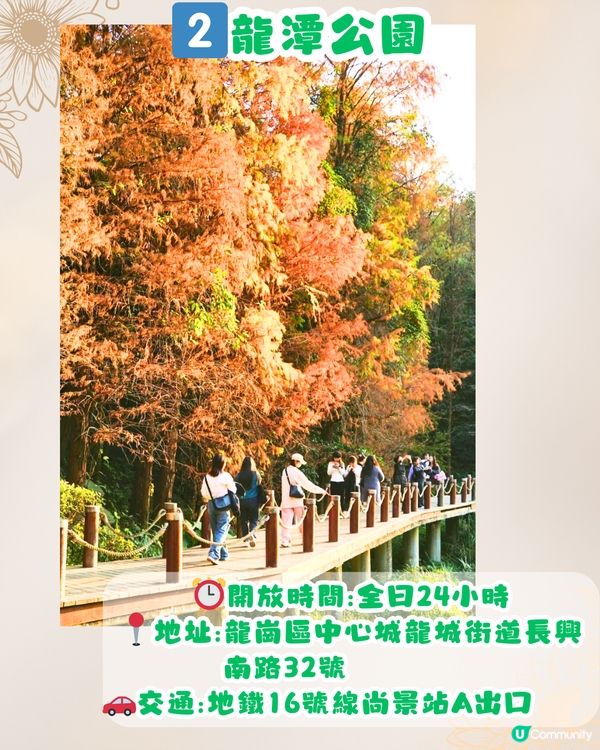 深圳秋日落羽杉地圖🗺️必打卡5大推介‼️超靚湖景/寫意cafe☕️