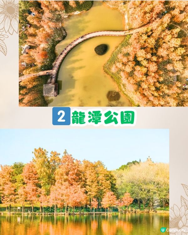 深圳秋日落羽杉地圖🗺️必打卡5大推介‼️超靚湖景/寫意cafe☕️