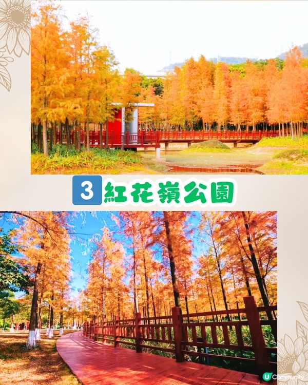 深圳秋日落羽杉地圖🗺️必打卡5大推介‼️超靚湖景/寫意cafe☕️
